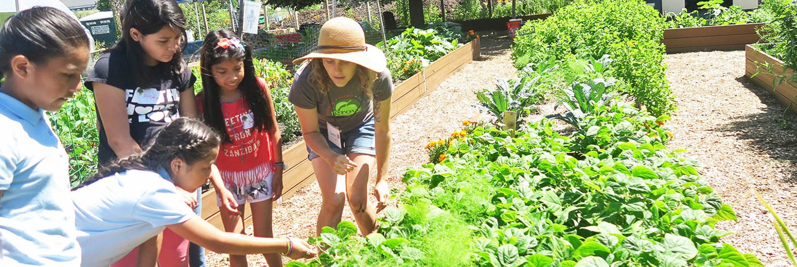 Inspiring urban farm teaches kids how to grow their own organic food on a  NYC island