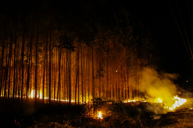 President Bolsonaro Fiddles While the Brazilian Amazon Goes Up in Smoke