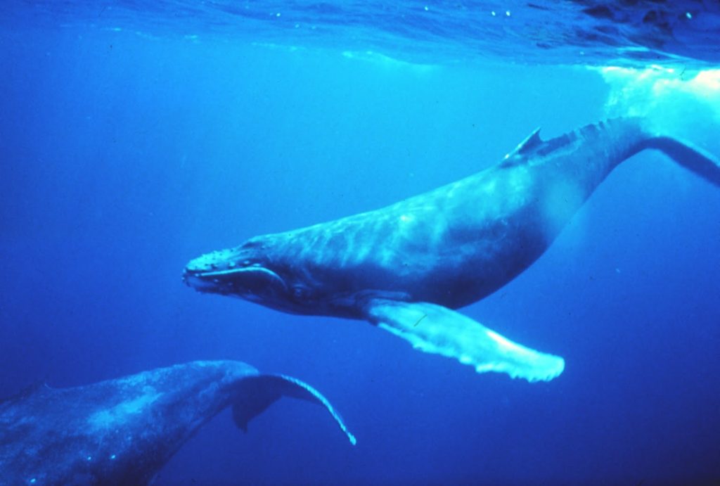 Humpback_whales_in_singing_position_wikimedia-581219476