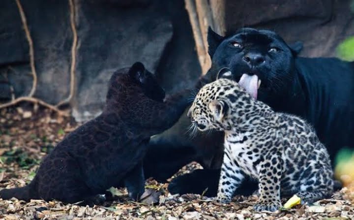 All about Black Leopard - Podium School