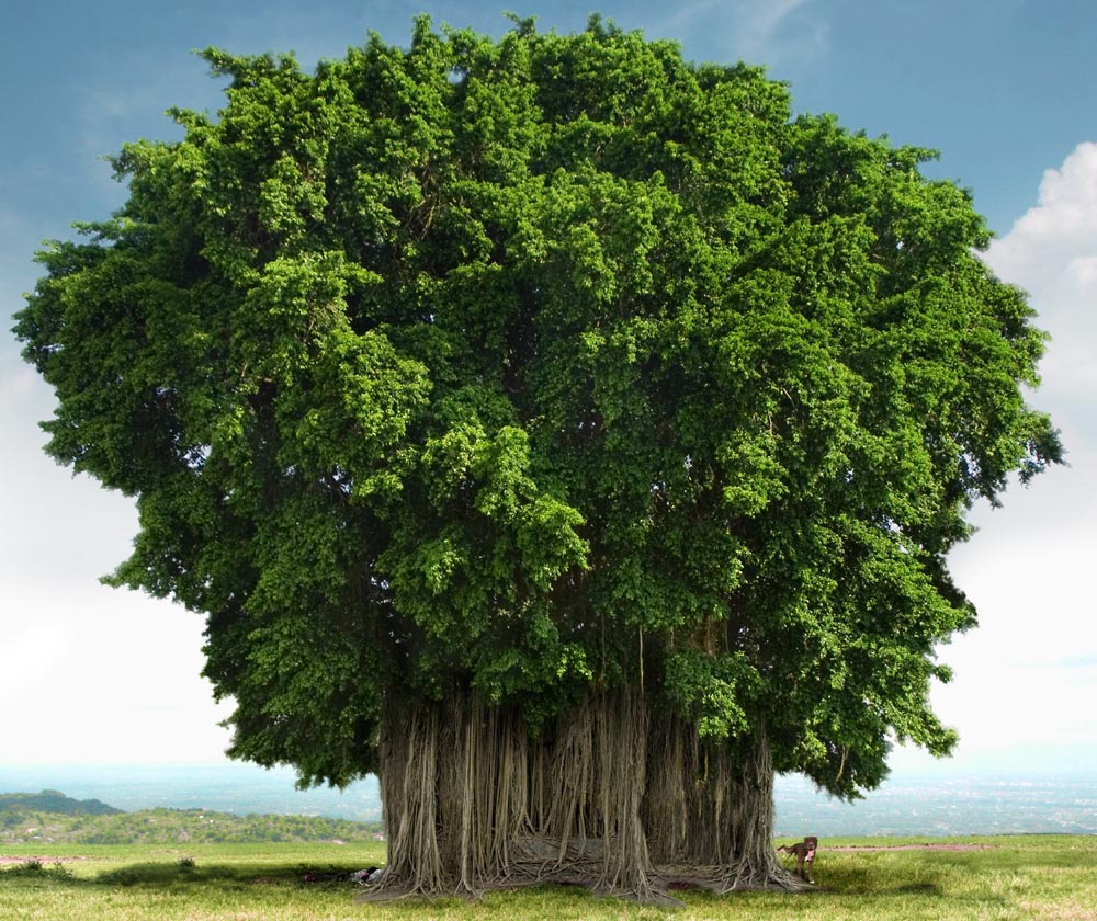 banyan-tree-1366635142