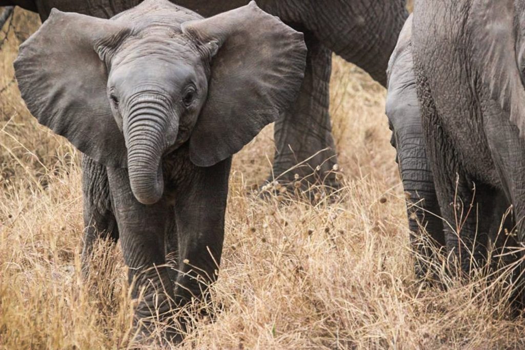 elephant-baby-safari-elephants-africa-59840-3196780865