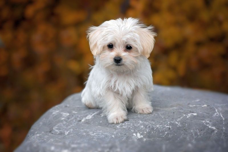 maltese-dog-breed-2961358382