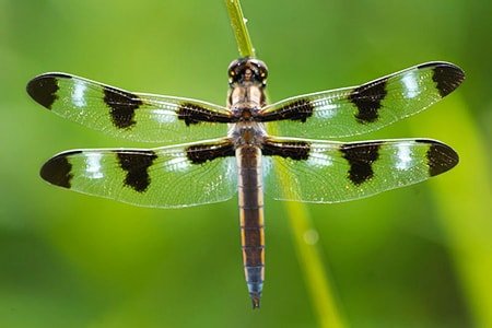 skimmer-dragonfly